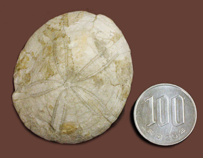 ウニはいつの時代も存在する。１５００万年前の白いウニの化石。珍しい二ジェール産。（その8）