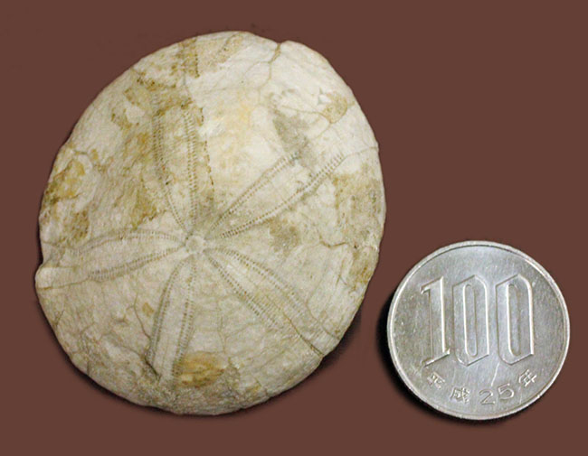 ウニはいつの時代も存在する。1500万年前の白いウニの化石。珍しい二ジェール産。(その8)