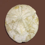 ウニはいつの時代も存在する。１５００万年前の白いウニの化石。珍しい二ジェール産。