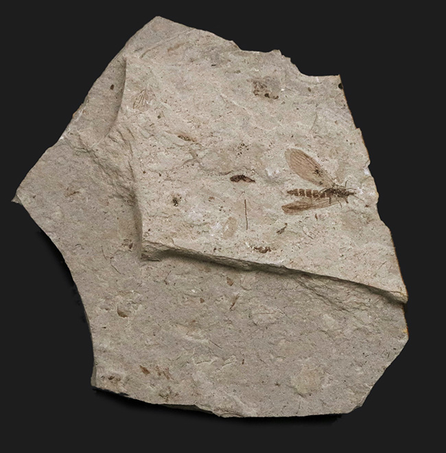 素晴らしい保存状態!ジュラ紀の地層から見つかった羽虫の化石(Insect fossil)(その2)