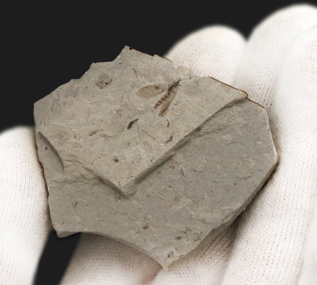 素晴らしい保存状態!ジュラ紀の地層から見つかった羽虫の化石(Insect fossil)(その3)