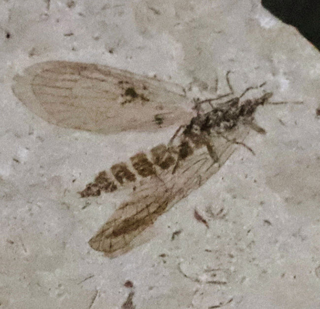 素晴らしい保存状態!ジュラ紀の地層から見つかった羽虫の化石(Insect fossil)(その4)
