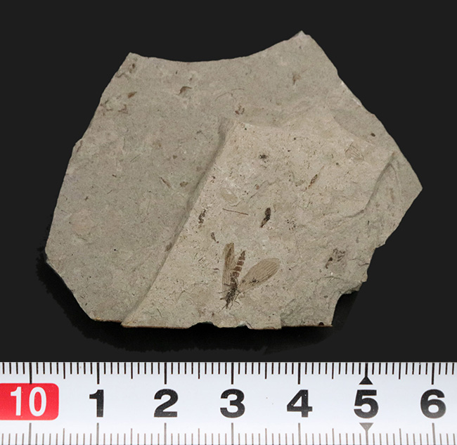 素晴らしい保存状態!ジュラ紀の地層から見つかった羽虫の化石(Insect fossil)(その7)