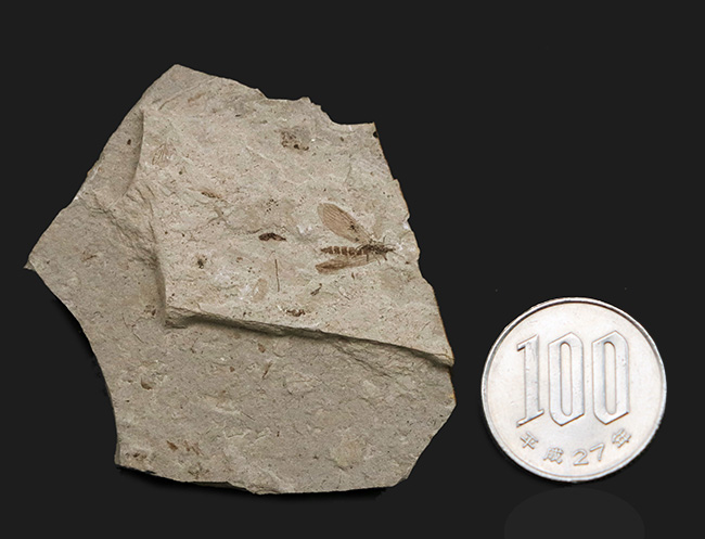 素晴らしい保存状態!ジュラ紀の地層から見つかった羽虫の化石(Insect fossil)(その8)