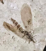 素晴らしい保存状態！ジュラ紀の地層から見つかった羽虫の化石（Insect fossil）