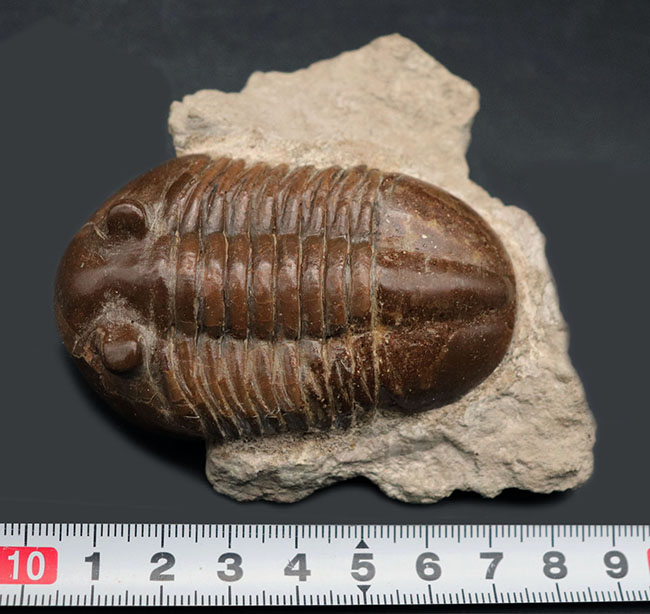 ベリーレア！めったに見られないハイポストマが完全に保存されている、ロシア産の三葉虫、アサフス（Asaphus）の化石（その10）