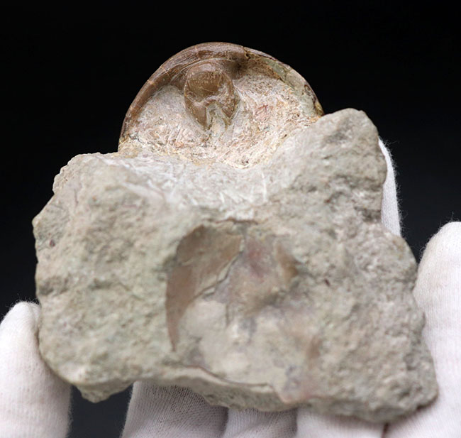 ベリーレア！めったに見られないハイポストマが完全に保存されている、ロシア産の三葉虫、アサフス（Asaphus）の化石（その5）