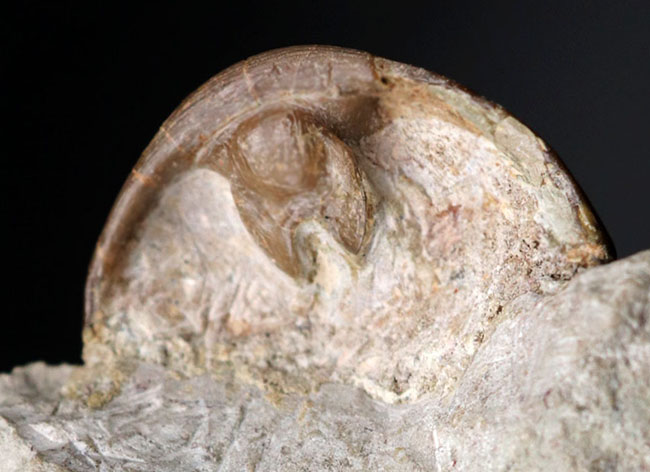 ベリーレア！めったに見られないハイポストマが完全に保存されている、ロシア産の三葉虫、アサフス（Asaphus）の化石（その6）