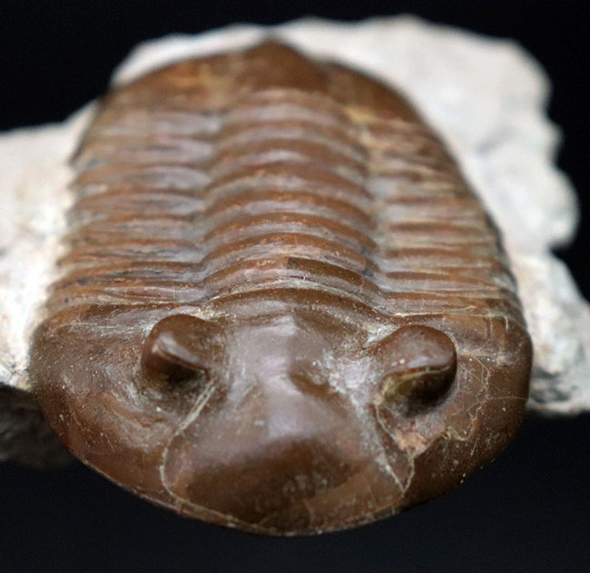 ベリーレア！めったに見られないハイポストマが完全に保存されている、ロシア産の三葉虫、アサフス（Asaphus）の化石（その8）