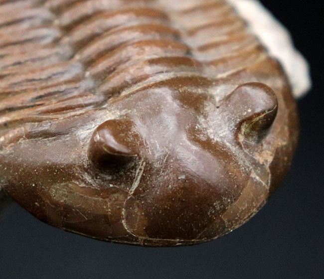 三葉虫の化石 驚異的保存 アサフスの一種 本物保証 三葉虫の化石 驚異的保存 アサフスの一種 本物保証