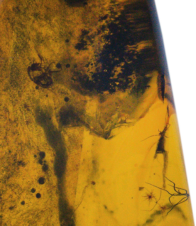 およそ４０００万年前の虫を多数内包！世界最大産地、バルト海産のペンダントトップ。（シルバーチェーン、高級ジュエリーケース付き）（その9）