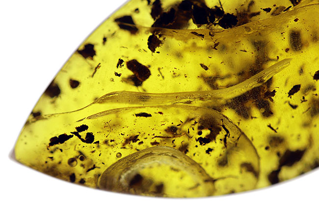 美しいドロップ状のカボション！４０００万年前の植物片を多数内包したバルト海産琥珀（Amber）（その2）