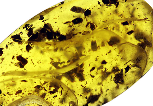 美しいドロップ状のカボション！４０００万年前の植物片を多数内包したバルト海産琥珀（Amber）（その3）