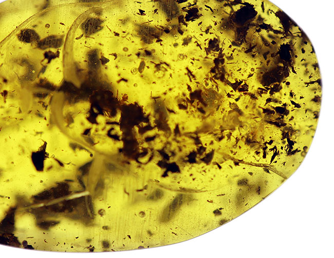 美しいドロップ状のカボション！４０００万年前の植物片を多数内包したバルト海産琥珀（Amber）（その4）