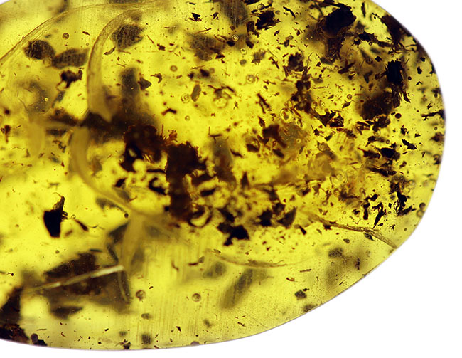 美しいドロップ状のカボション！４０００万年前の植物片を多数内包したバルト海産琥珀（Amber）（その4）