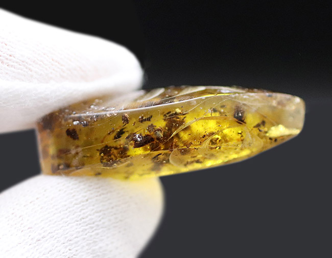美しいドロップ状のカボション！４０００万年前の植物片を多数内包したバルト海産琥珀（Amber）（その6）