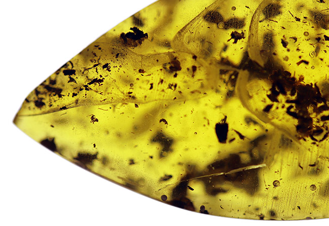 美しいドロップ状のカボション！４０００万年前の植物片を多数内包したバルト海産琥珀（Amber）（その7）