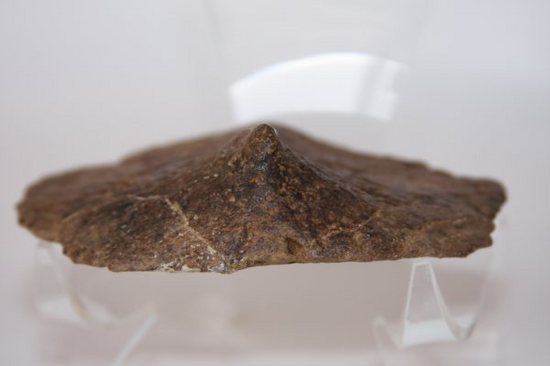 アンキロサウルスの装甲(そうこう)化石(その5)