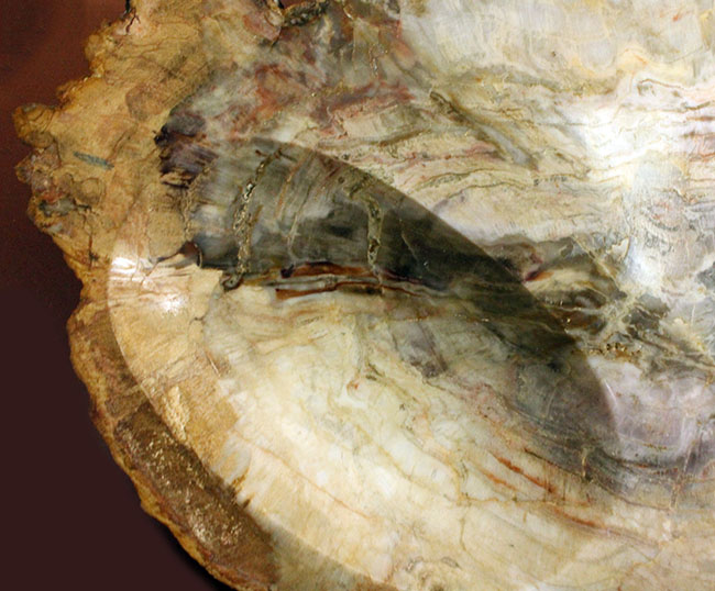 珪化木化石のファーストコレクションにいかが？３８００グラムオーバー！３０センチに届きそうな大きなブラジル産珪化木（petrified wood）（その2）