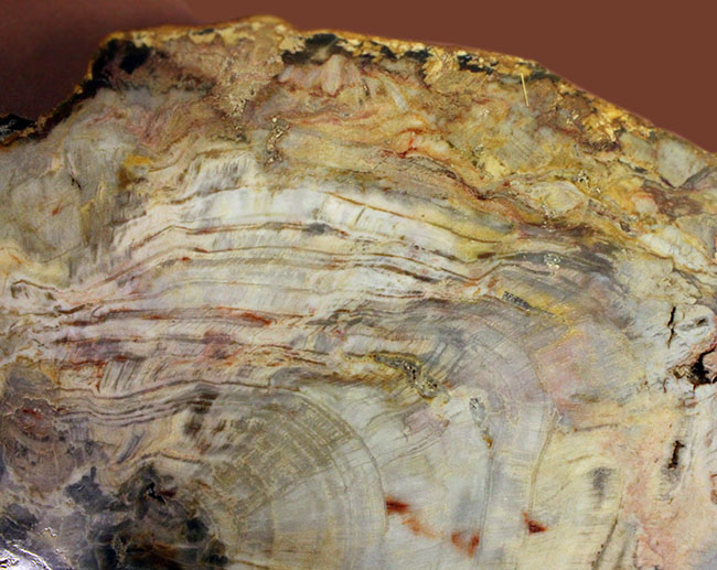 珪化木化石のファーストコレクションにいかが？３８００グラムオーバー！３０センチに届きそうな大きなブラジル産珪化木（petrified wood）（その5）