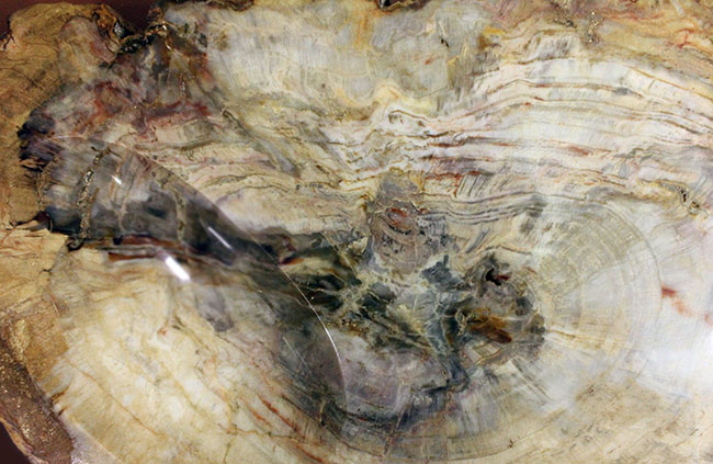 珪化木化石のファーストコレクションにいかが？３８００グラムオーバー！３０センチに届きそうな大きなブラジル産珪化木（petrified wood）（その6）