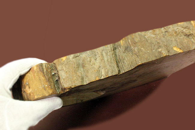 珪化木化石のファーストコレクションにいかが？３８００グラムオーバー！３０センチに届きそうな大きなブラジル産珪化木（petrified wood）（その7）