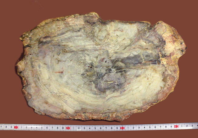 珪化木化石のファーストコレクションにいかが？３８００グラムオーバー！３０センチに届きそうな大きなブラジル産珪化木（petrified wood）（その9）