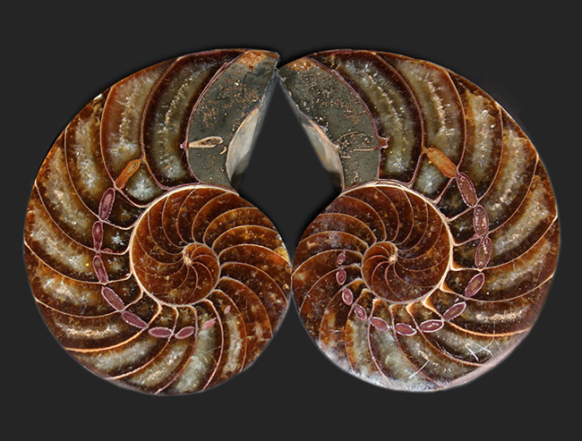 これぞコレクショングレード、極めて上質！オウムガイ（Nautilus）の殻の化石のカット＆ポリッシュ標本（その1）