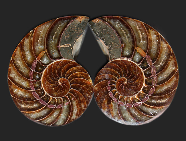 これぞコレクショングレード、極めて上質!オウムガイ(Nautilus)の殻の化石のカット&ポリッシュ標本(その1)