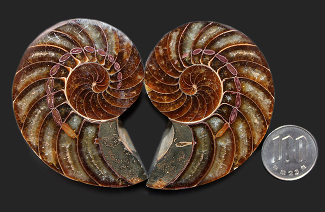 これぞコレクショングレード、極めて上質！オウムガイ（Nautilus）の殻の化石のカット＆ポリッシュ標本（その11）
