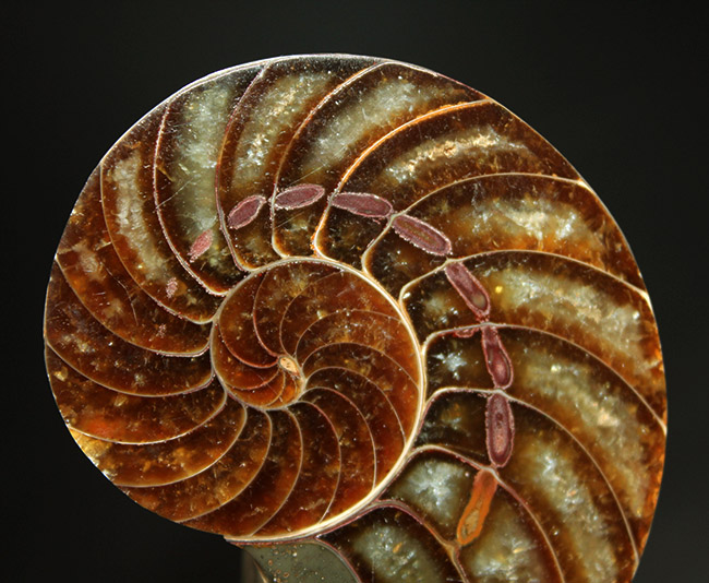 これぞコレクショングレード、極めて上質！オウムガイ（Nautilus）の殻の化石のカット＆ポリッシュ標本（その2）