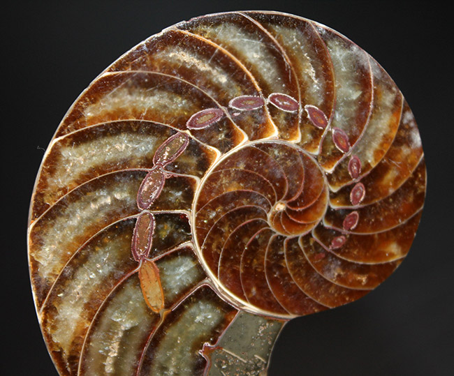 これぞコレクショングレード、極めて上質！オウムガイ（Nautilus）の殻の化石のカット＆ポリッシュ標本（その3）