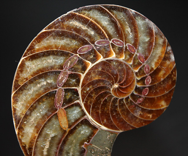これぞコレクショングレード、極めて上質!オウムガイ(Nautilus)の殻の化石のカット&ポリッシュ標本(その3)