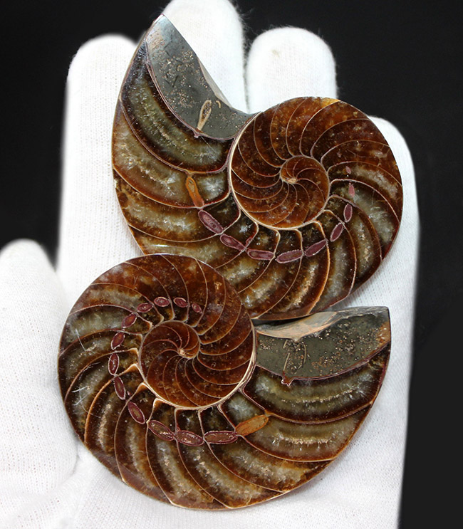 これぞコレクショングレード、極めて上質！オウムガイ（Nautilus）の殻の化石のカット＆ポリッシュ標本