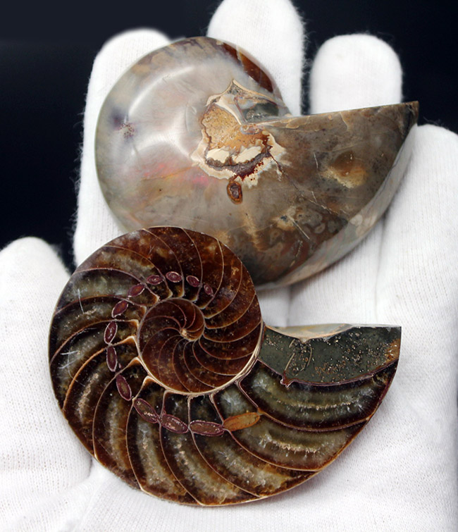 これぞコレクショングレード、極めて上質！オウムガイ（Nautilus）の殻の化石のカット＆ポリッシュ標本