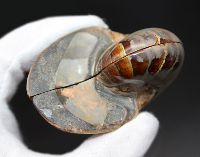 これぞコレクショングレード、極めて上質!オウムガイ(Nautilus)の殻の化石のカット&ポリッシュ標本(その6)