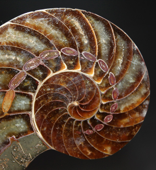 これぞコレクショングレード、極めて上質！オウムガイ（Nautilus）の殻の化石のカット＆ポリッシュ標本（その7）