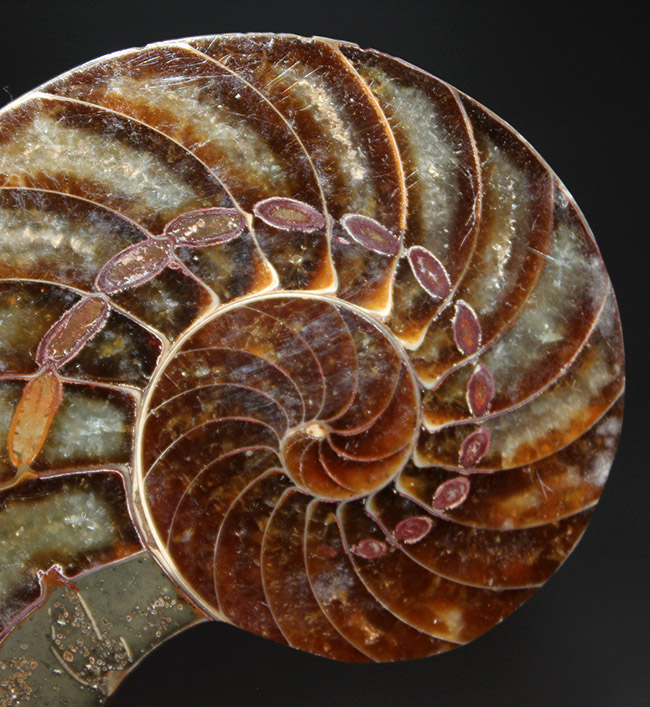 これぞコレクショングレード、極めて上質!オウムガイ(Nautilus)の殻の化石のカット&ポリッシュ標本(その7)