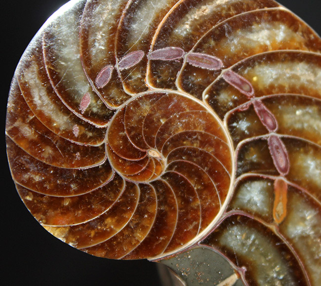 これぞコレクショングレード、極めて上質！オウムガイ（Nautilus）の殻の化石のカット＆ポリッシュ標本（その8）