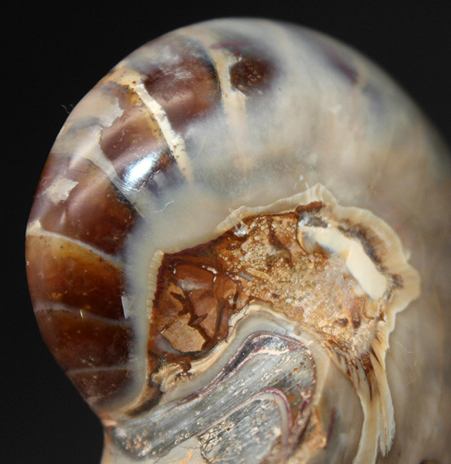 これぞコレクショングレード、極めて上質!オウムガイ(Nautilus)の殻の化石のカット&ポリッシュ標本(その9)