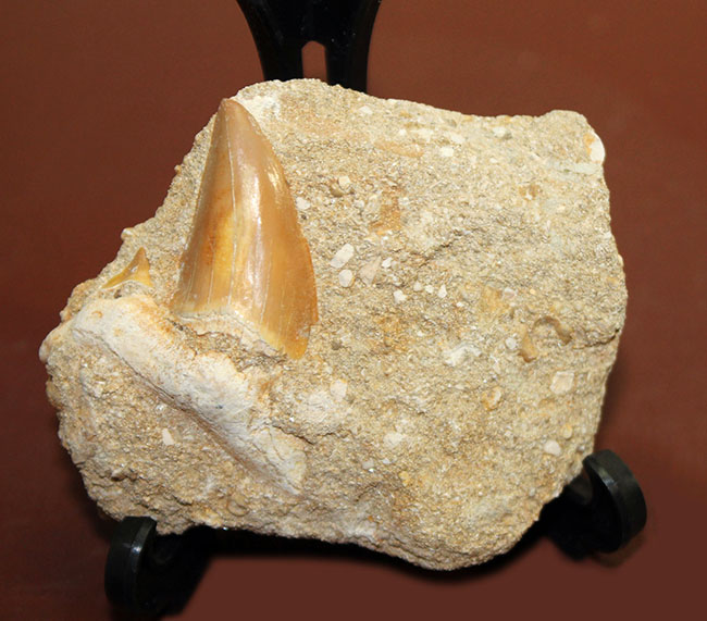 古代の肉食ザメ、オトダス歯化石。ちょうどよい角度で自立展示できます。（Otodus）（その2）