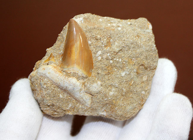 古代の肉食ザメ、オトダス歯化石。ちょうどよい角度で自立展示できます。（Otodus）（その3）