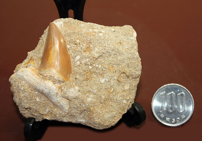 古代の肉食ザメ、オトダス歯化石。ちょうどよい角度で自立展示できます。（Otodus）（その5）