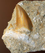 古代の肉食ザメ、オトダス歯化石。ちょうどよい角度で自立展示できます。（Otodus）