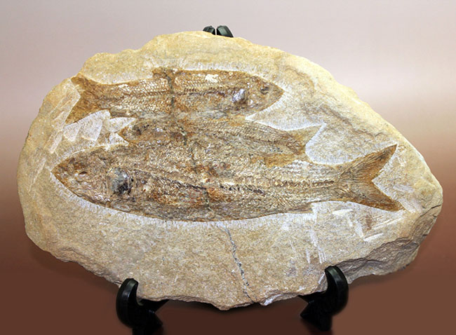 堂々たる化石、見栄え良し！ブラジル産白亜紀の古代魚、タッリアス・アラリピス(Tharrias araripes)のマルチプレート化石（その1）