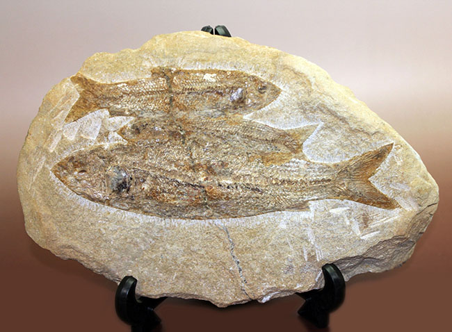 堂々たる化石、見栄え良し!ブラジル産白亜紀の古代魚、タッリアス・アラリピス(Tharrias araripes)のマルチプレート化石(その1)