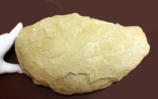 堂々たる化石、見栄え良し!ブラジル産白亜紀の古代魚、タッリアス・アラリピス(Tharrias araripes)のマルチプレート化石(その10)