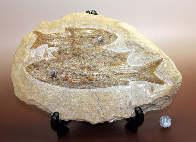 堂々たる化石、見栄え良し!ブラジル産白亜紀の古代魚、タッリアス・アラリピス(Tharrias araripes)のマルチプレート化石(その11)