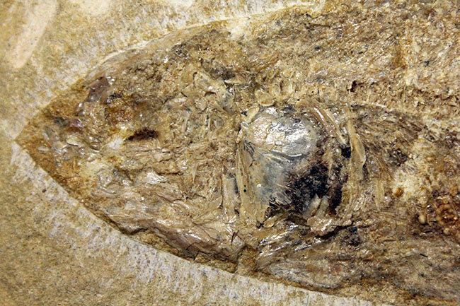 堂々たる化石、見栄え良し!ブラジル産白亜紀の古代魚、タッリアス・アラリピス(Tharrias araripes)のマルチプレート化石(その2)