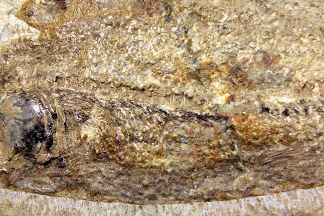 堂々たる化石、見栄え良し！ブラジル産白亜紀の古代魚、タッリアス・アラリピス(Tharrias araripes)のマルチプレート化石（その3）